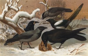 Ravens